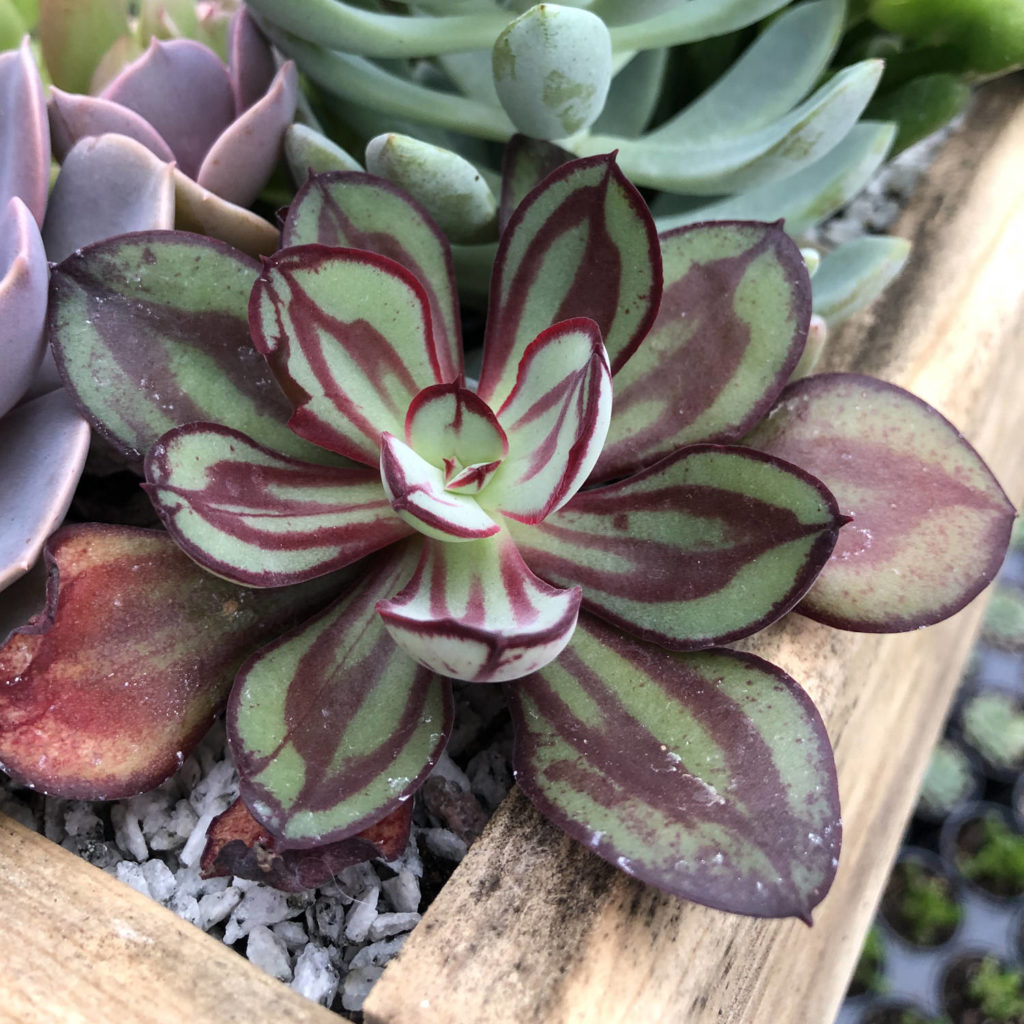 ECHEVERIA PAINTED LADY ECHEVERIA