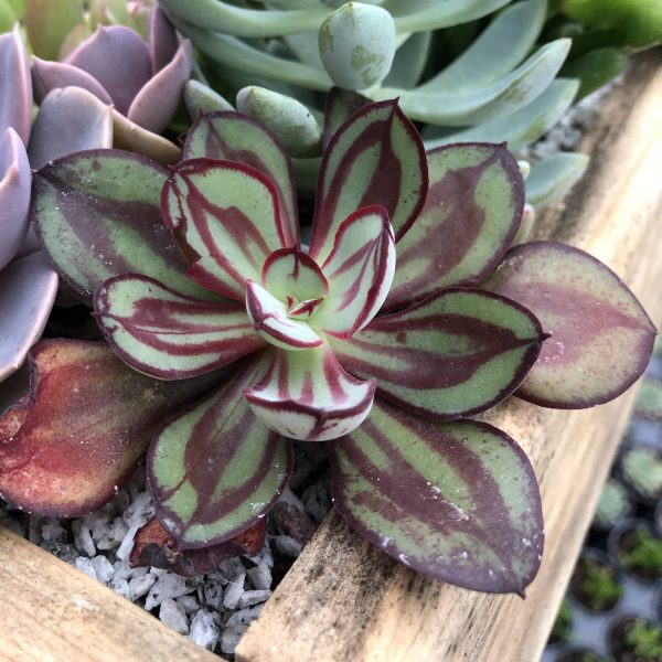 Echeveria 'Painted Lady' - Garden Crossings