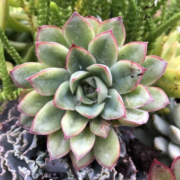 ECHEVERIA PULIDONIS ECHEVERIA