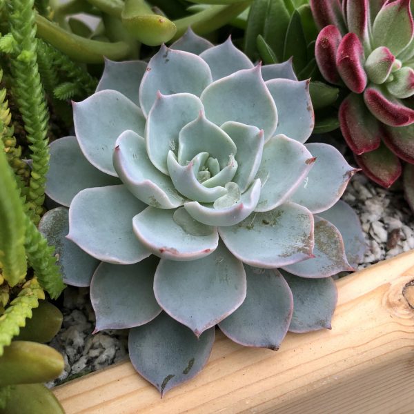 ECHEVERIA SUBESSILIS ECHEVERIA