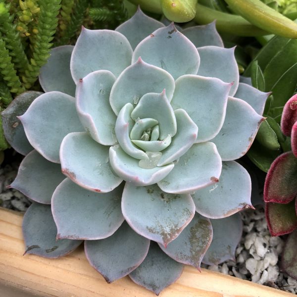 ECHEVERIA SUBESSILIS ECHEVERIA