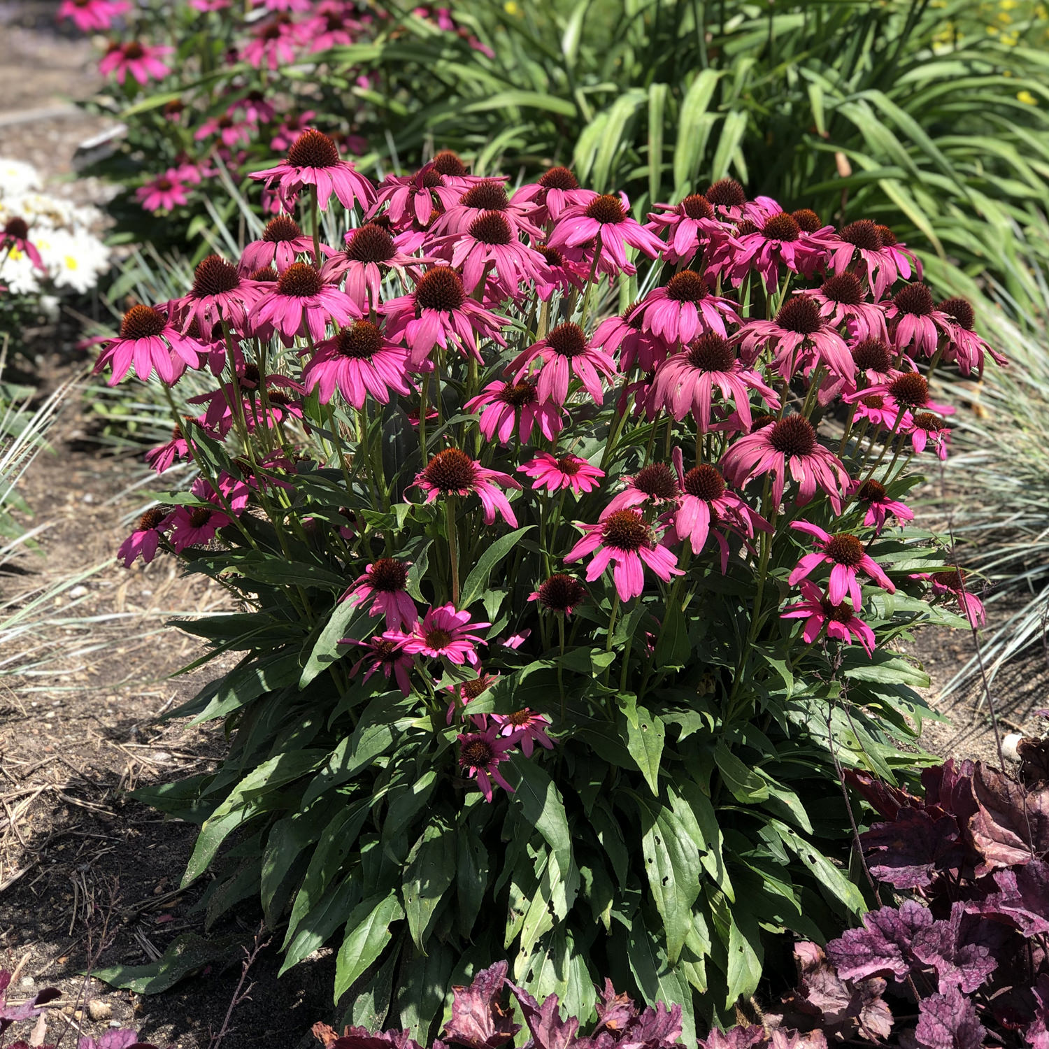 purple coneflower sprouts