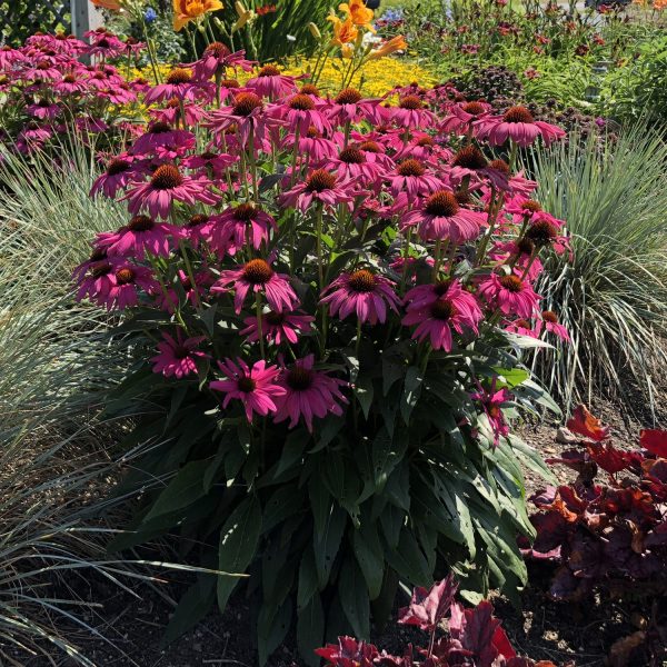 ECHINACEA BUTTERFLY PURPLE EMPEROR CONEFLOWER