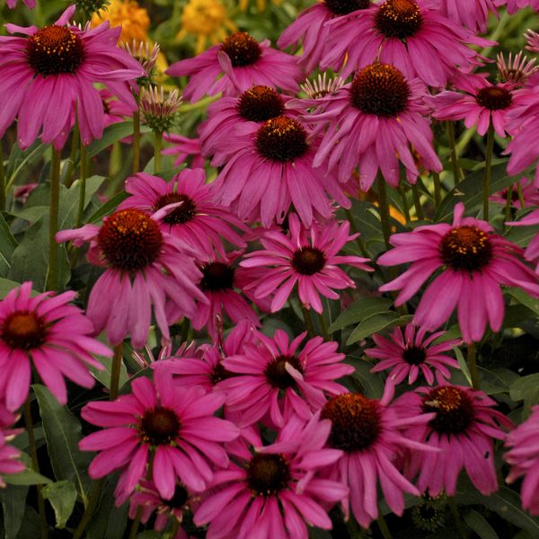 ECHINACEA BUTTERFLY PURPLE EMPEROR CONEFLOWER