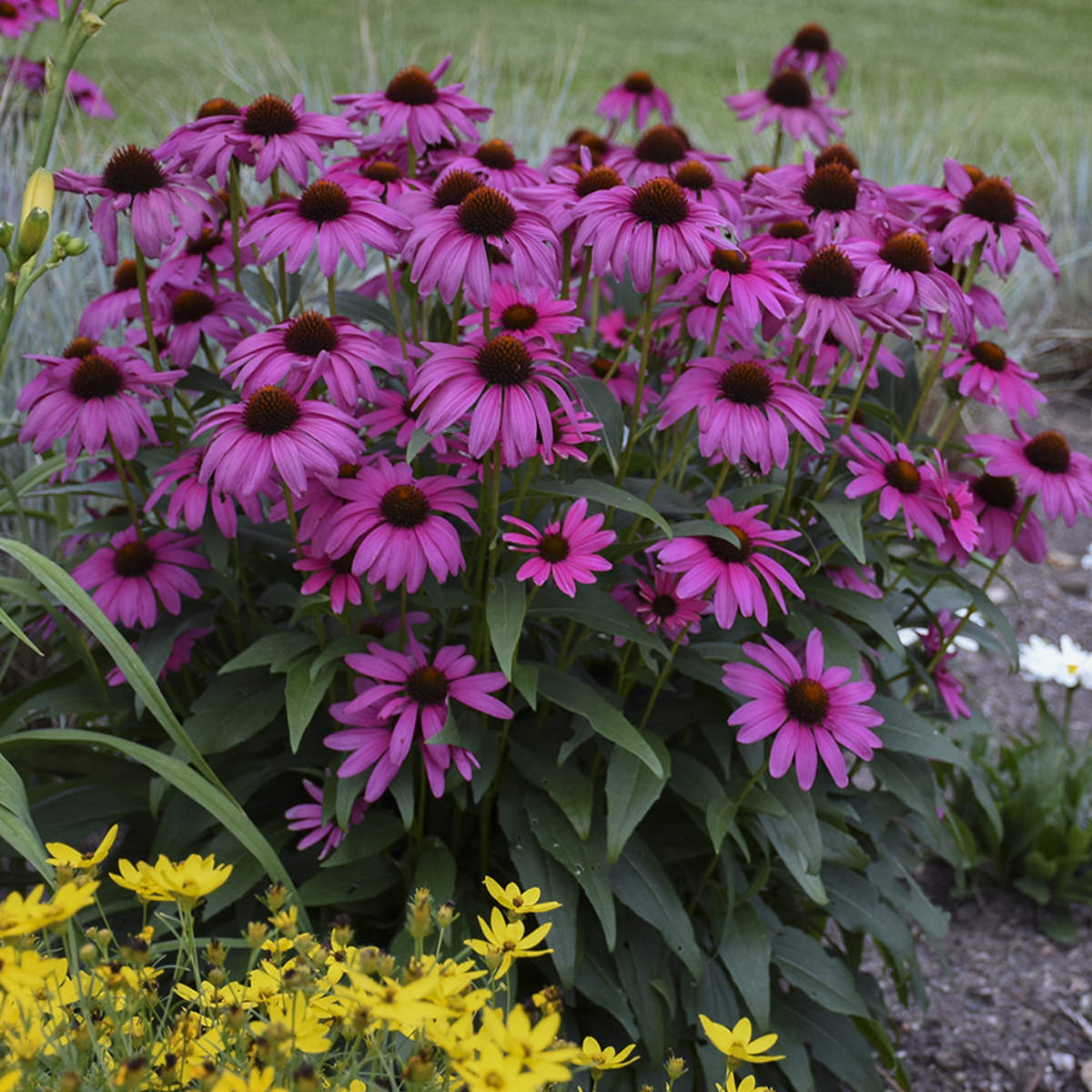 purple coneflower butterfly plants purple coneflower butterfly plants