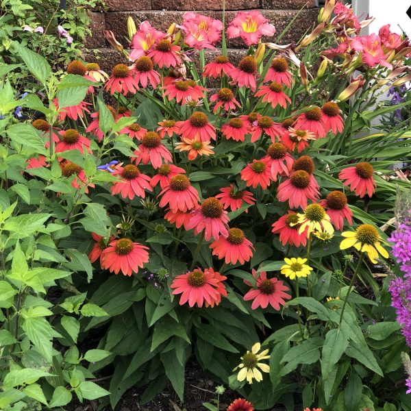 ECHINACEA COLOR CODED ORANGE YOU AWESOME CONEFLOWER