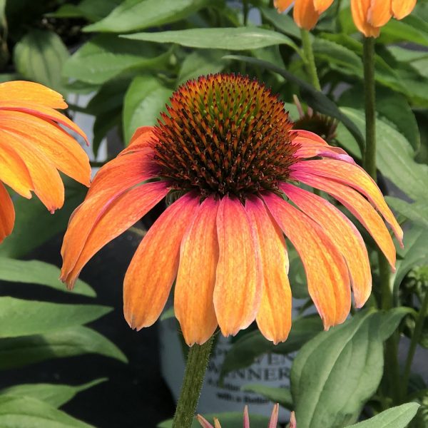 ECHINACEA COLOR CODED ORANGE YOU AWESOME CONEFLOWER