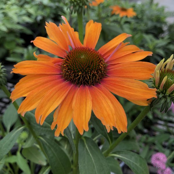 ECHINACEA COLOR CODED ORANGE YOU AWESOME CONEFLOWER