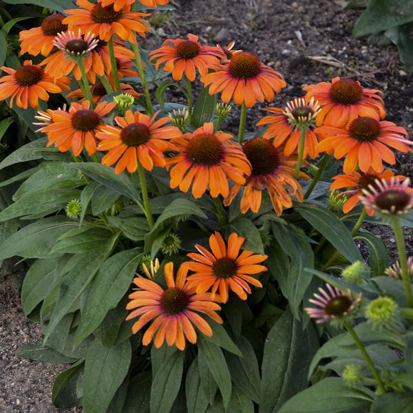 ECHINACEA COLOR CODED ORANGE YOU AWESOME CONEFLOWER