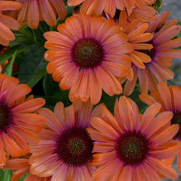 ECHINACEA COLOR CODED ORANGE YOU AWESOME CONEFLOWER