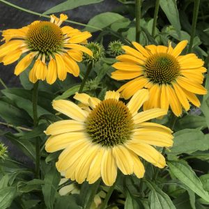 ECHINACEA COLOR CODED YELLOW MY DARLING CONEFLOWER