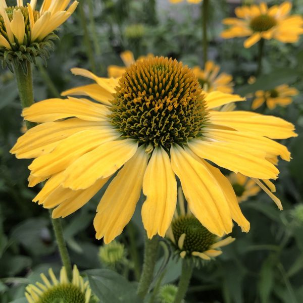 ECHINACEA COLOR CODED YELLOW MY DARLING CONEFLOWER