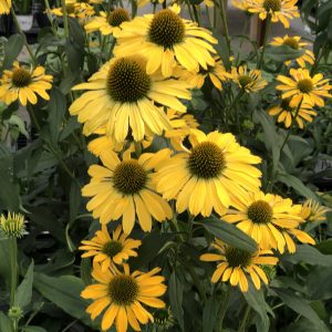 ECHINACEA COLOR CODED YELLOW MY DARLING CONEFLOWER