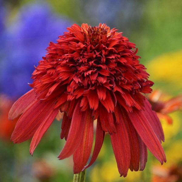 ECHINACEA CONEFECTIONS HOT PAPAYA CONEFLOWER