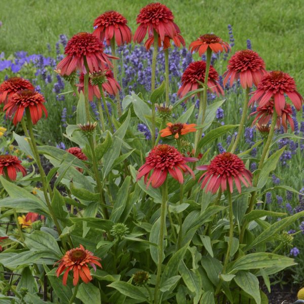 ECHINACEA CONEFECTIONS HOT PAPAYA CONEFLOWER