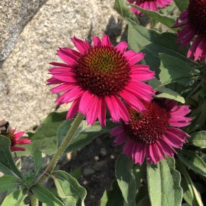 ECHINACEA DELICIOUS CANDY CONEFLOWER