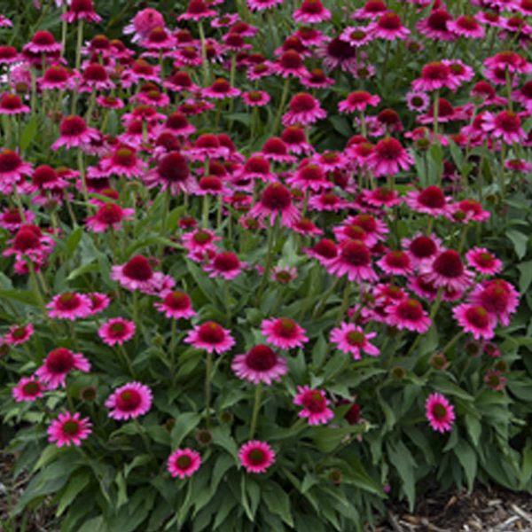 ECHINACEA DELICIOUS CANDY CONEFLOWER