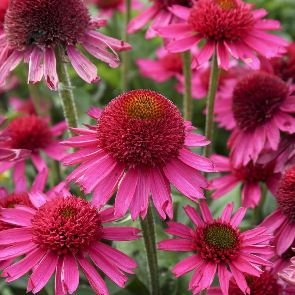 ECHINACEA DELICIOUS CANDY CONEFLOWER