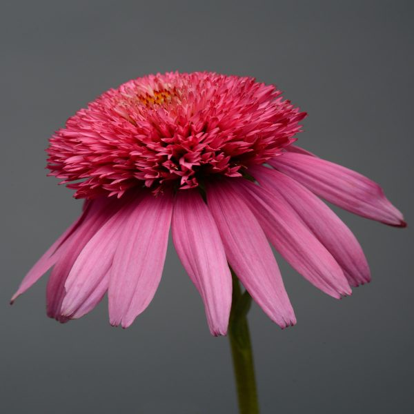 ECHINACEA DOUBLE SCOOP BUBBLEGUM CONEFLOWER