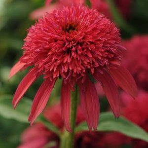 ECHINACEA DOUBLE SCOOP CRANBERRY CONEFLOWER