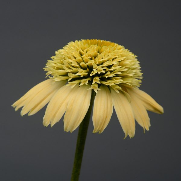 ECHINACEA DOUBLE SCOOP LEMON CREAM CONEFLOWER