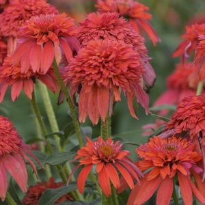 ECHINACEA DOUBLE SCOOP MANDARIN CONEFLOWER