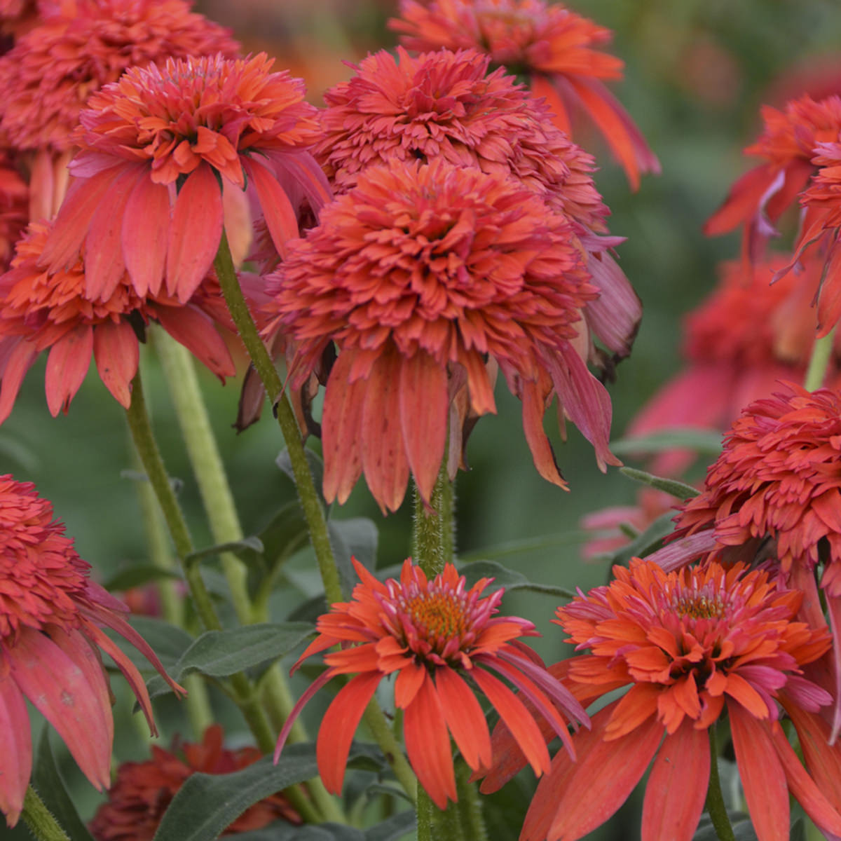 Echinacea DOUBLE SCOOP Mandarin - Buy Coneflower Perennials Online