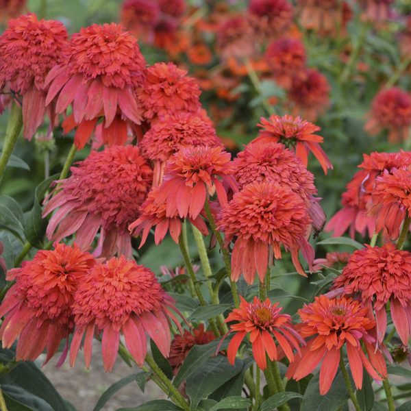 ECHINACEA DOUBLE SCOOP MANDARIN CONEFLOWER