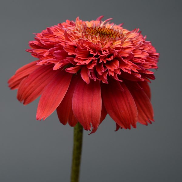 ECHINACEA DOUBLE SCOOP ORANGEBERRY CONEFLOWER