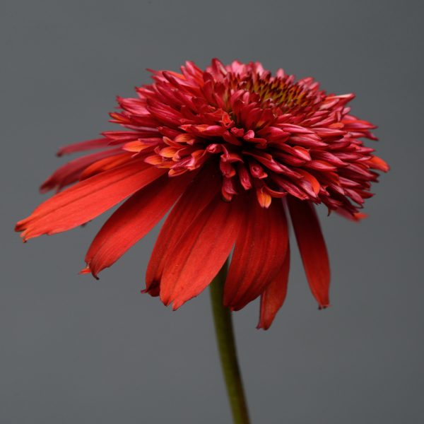 ECHINACEA DOUBLE SCOOP RASPBERRY CONEFLOWER