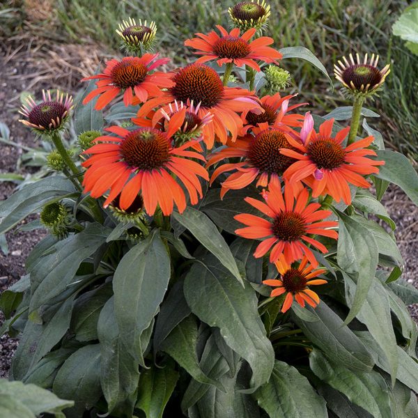 ECHINACEA EYE CATCHER ATOMIC ORANGE