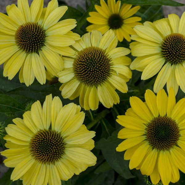 ECHINACEA EYE CATCHER CANARY FEATHERS CONEFLOWER