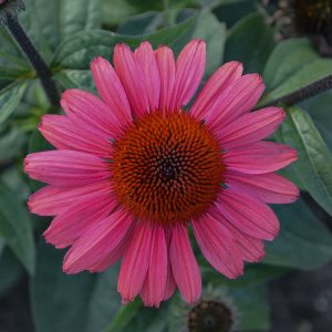 ECHINACEA EYE CATCHER CORAL CRAZE CONEFLOWER