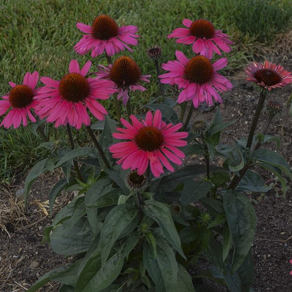 ECHINACEA EYE CATCHER CORAL CRAZE CONEFLOWER