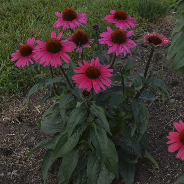 ECHINACEA EYE CATCHER CORAL CRAZE CONEFLOWER