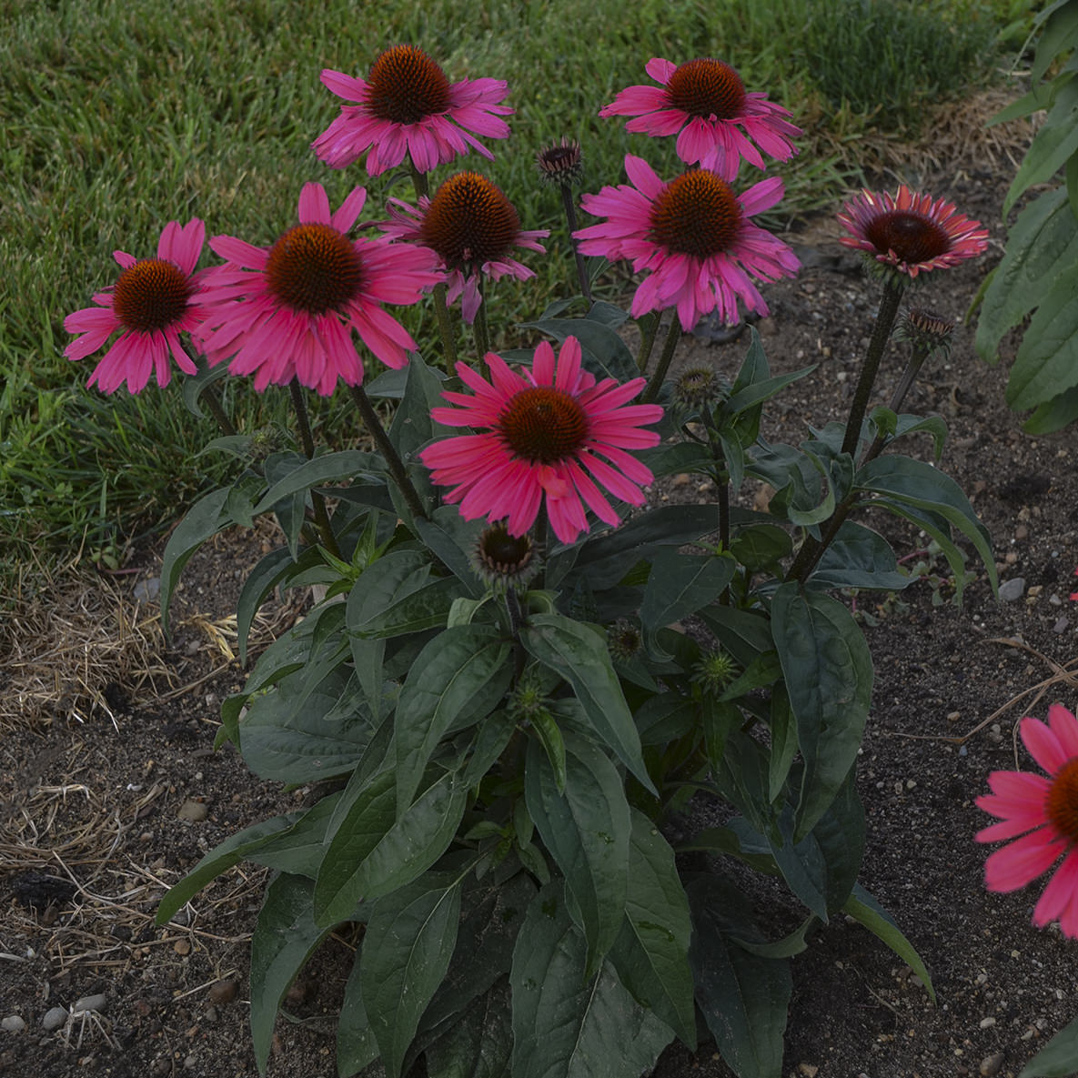 ECHINACEA EYE CATCHER CORAL CRAZE CONEFLOWER