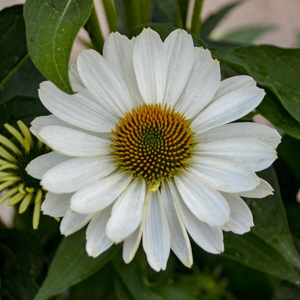 ECHINACEA EYE CATCHER SWAN SONG CONEFLOWER