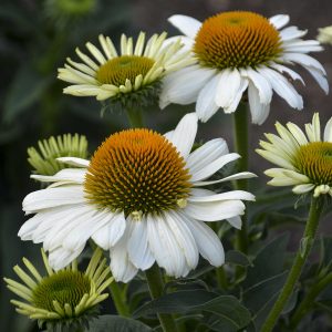 ECHINACEA EYE CATCHER SWAN SONG CONEFLOWER