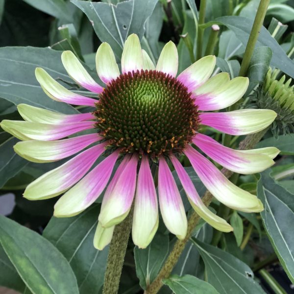 ECHINACEA GREEN ENVY CONEFLOWER