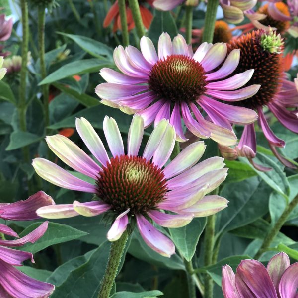 ECHINACEA GREEN ENVY CONEFLOWER