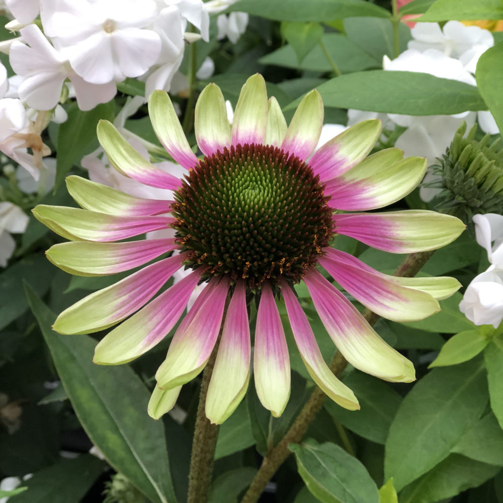 Echinacea GREEN ENVY Buy Coneflower Perennials Online