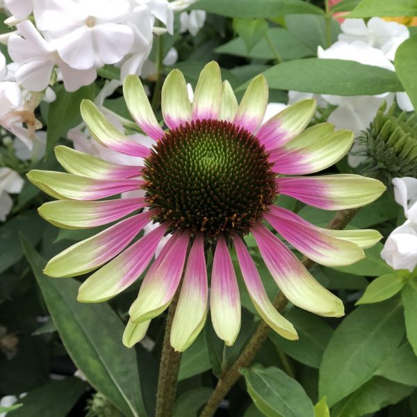 ECHINACEA GREEN ENVY CONEFLOWER