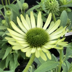 ECHINACEA GREEN JEWEL CONEFLOWER