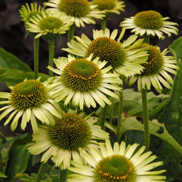 ECHINACEA GREEN JEWEL CONEFLOWER