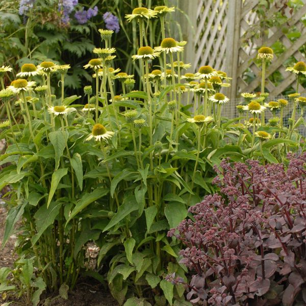 ECHINACEA GREEN JEWEL CONEFLOWER