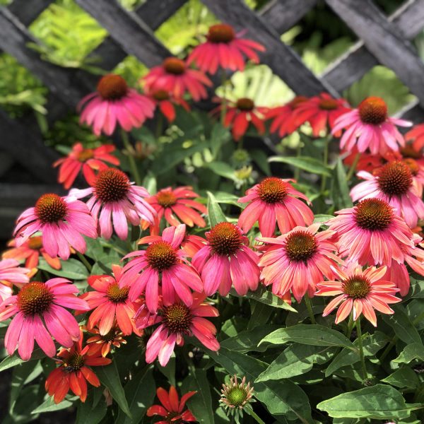 ECHINACEA LAKOTA FIRE CONEFLOWER