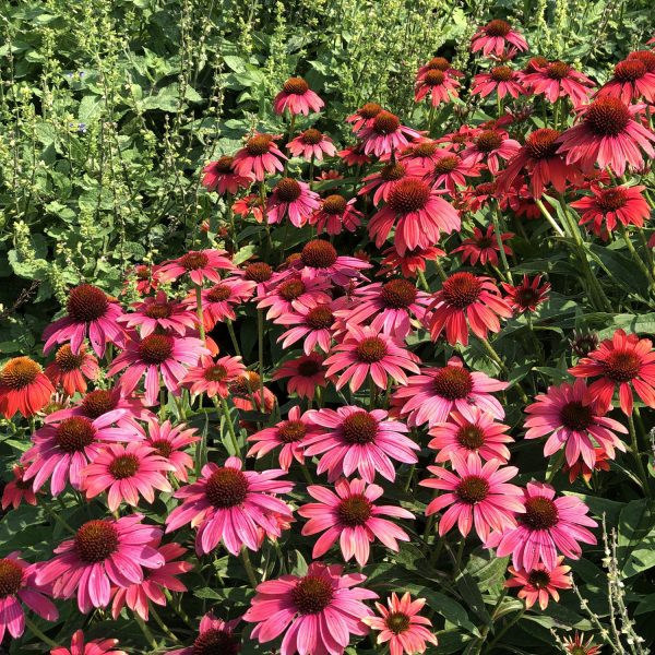 ECHINACEA LAKOTA FIRE CONEFLOWER