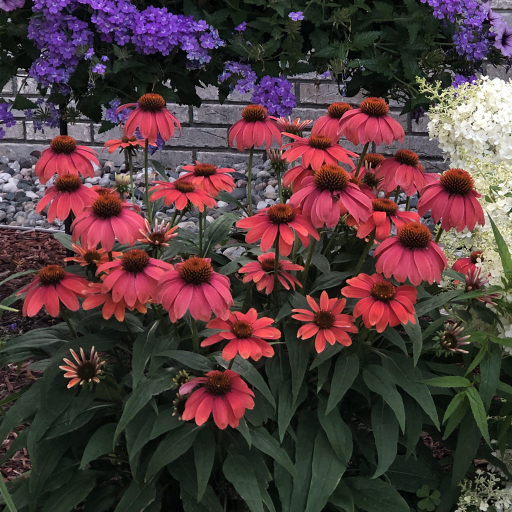 Echinacea LAKOTA Santa Fe Buy Coneflower Perennials Online