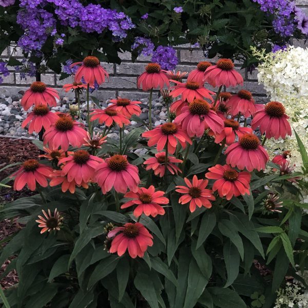 ECHINACEA LAKOTA FIRE CONEFLOWER