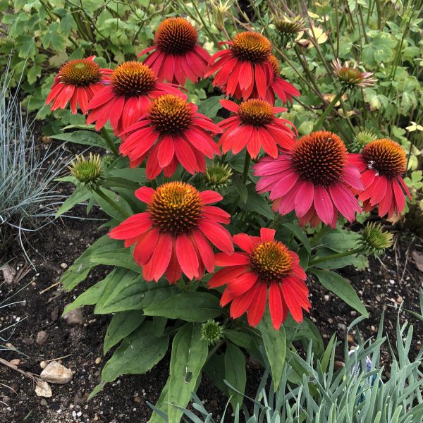 ECHINACEA LAKOTA FIRE CONEFLOWER